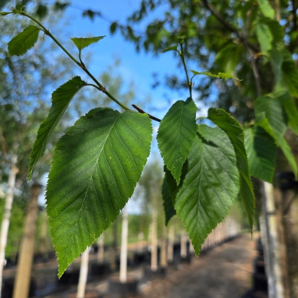 Betula lenta