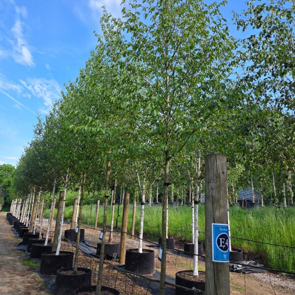 Betula lenta