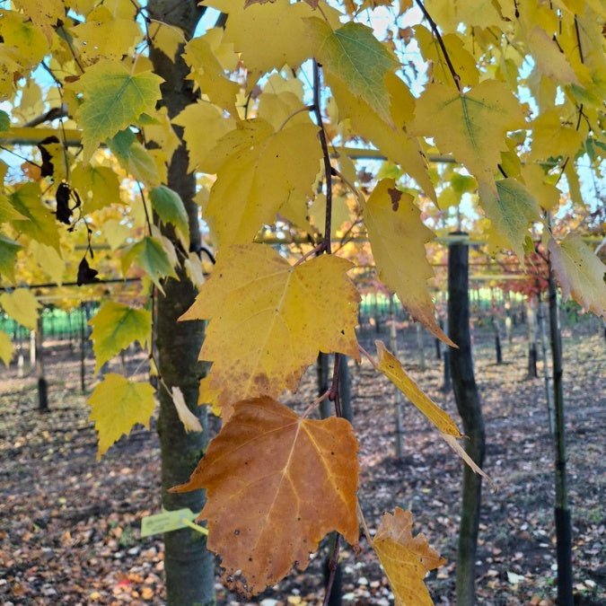 Tilia mongolica