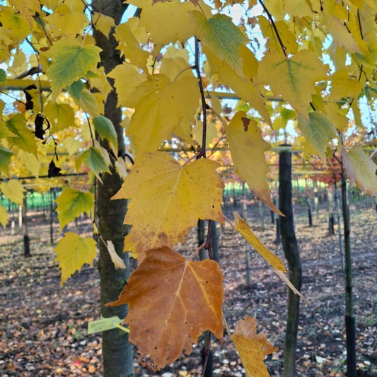 Tilia mongolica