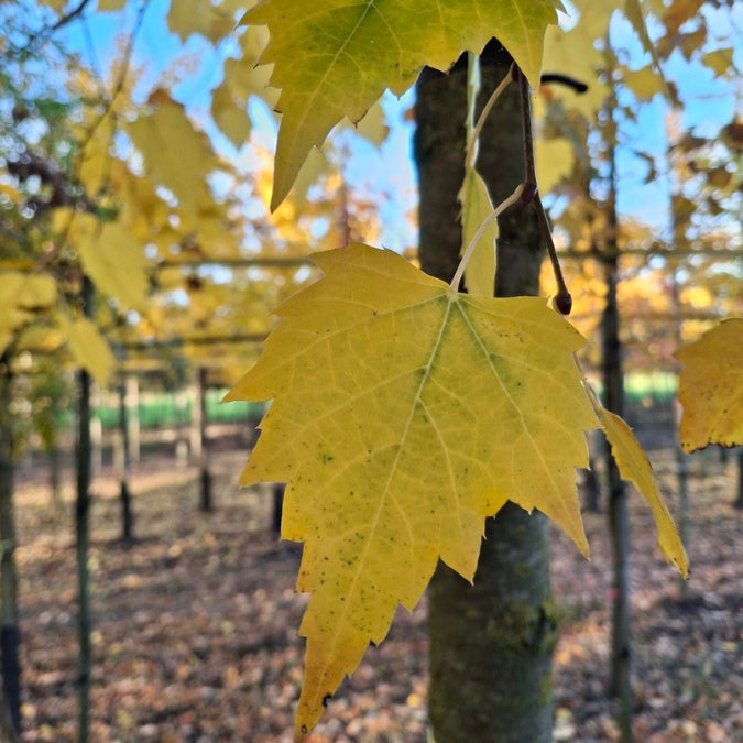 Tilia mongolica