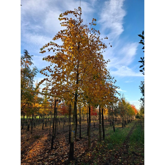 Tilia mongolica