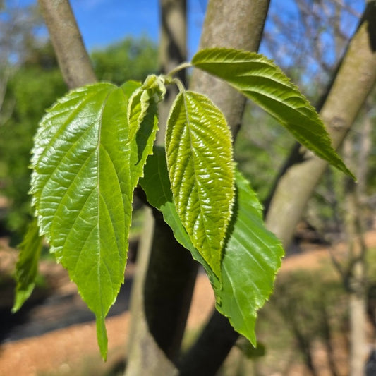 Hovenia dulcis