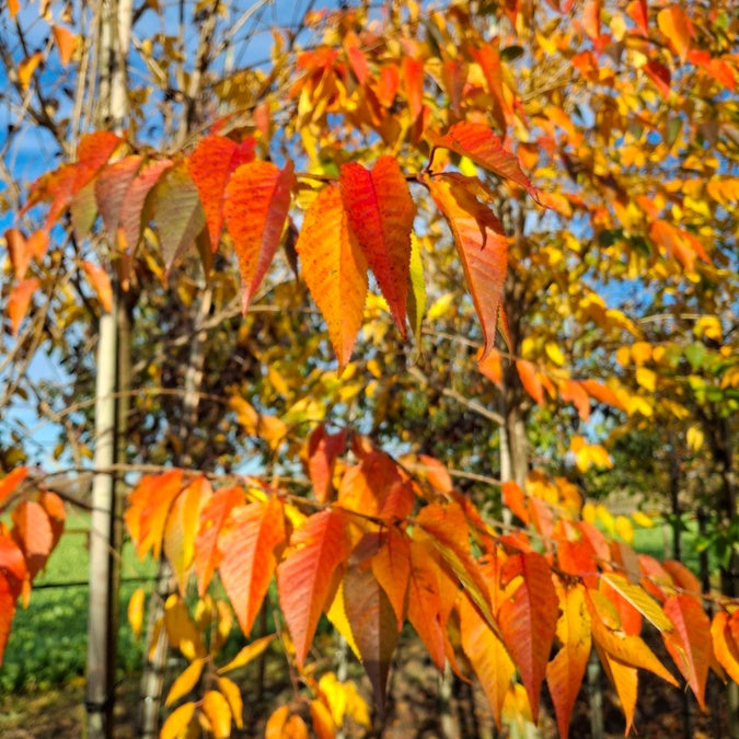 Prunus 'Royal Flame'