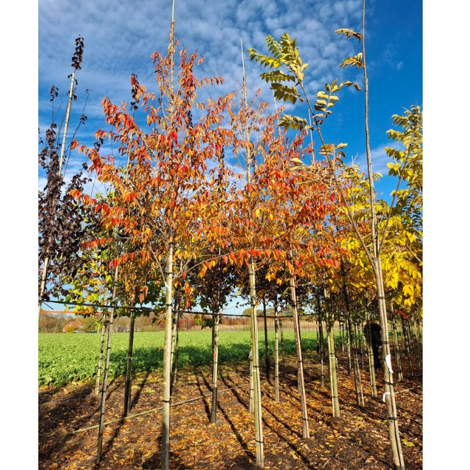 Prunus 'Royal Flame'