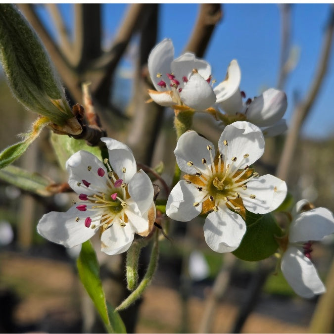 Pyrus communis 'Beurré Alexandre Lucas'