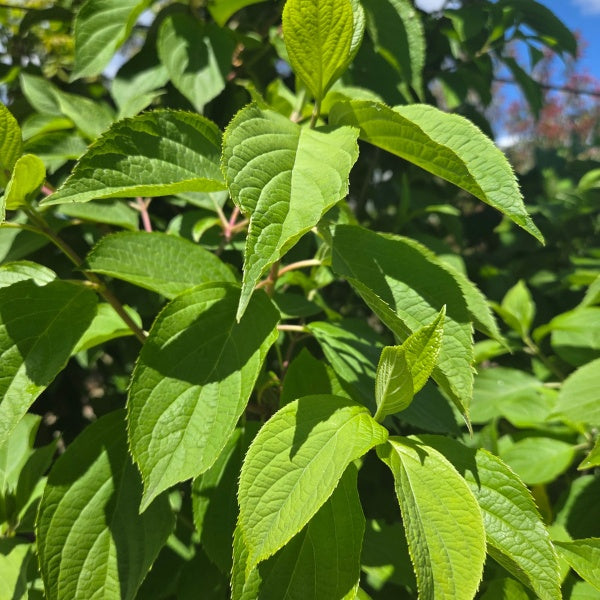 Hydrangea paniculata 'Phantom'