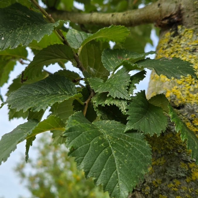 Ulmus 'Lutece'