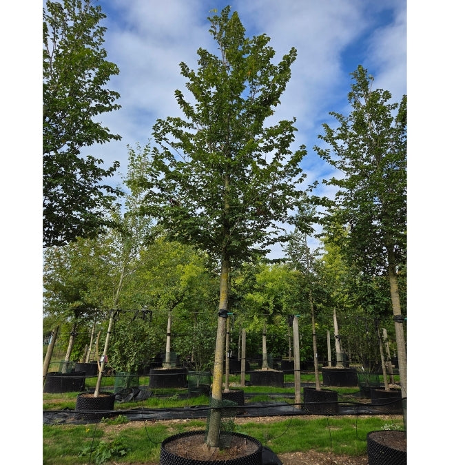 Ulmus 'Lutece'