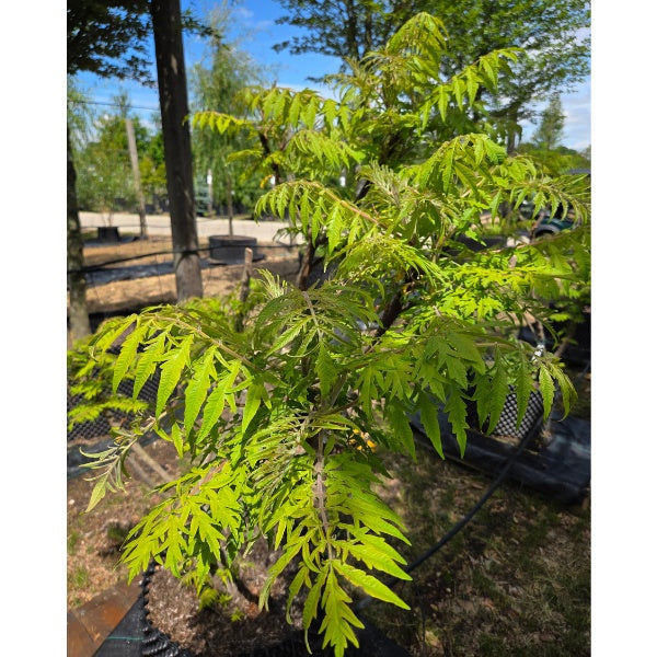 Rhus typhina 'Tiger Eyes'