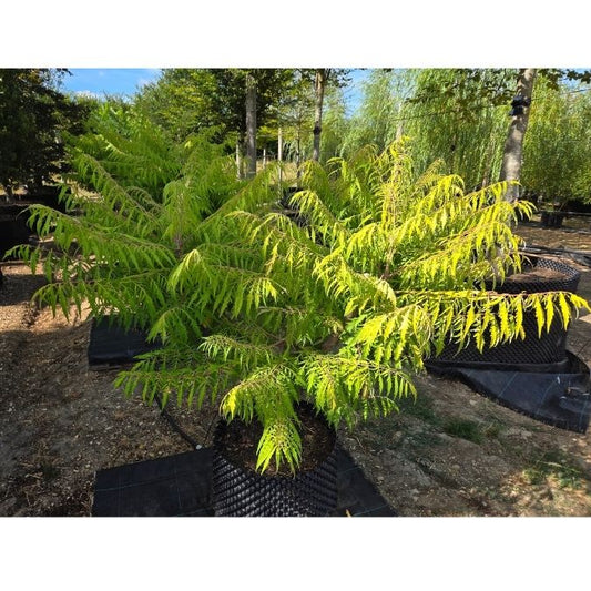 Rhus typhina 'Tiger Eyes'
