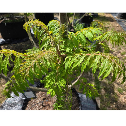 Rhus typhina 'Tiger Eyes'