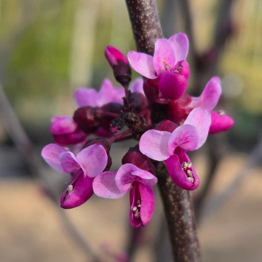Cercis canadensis 'Merlot'