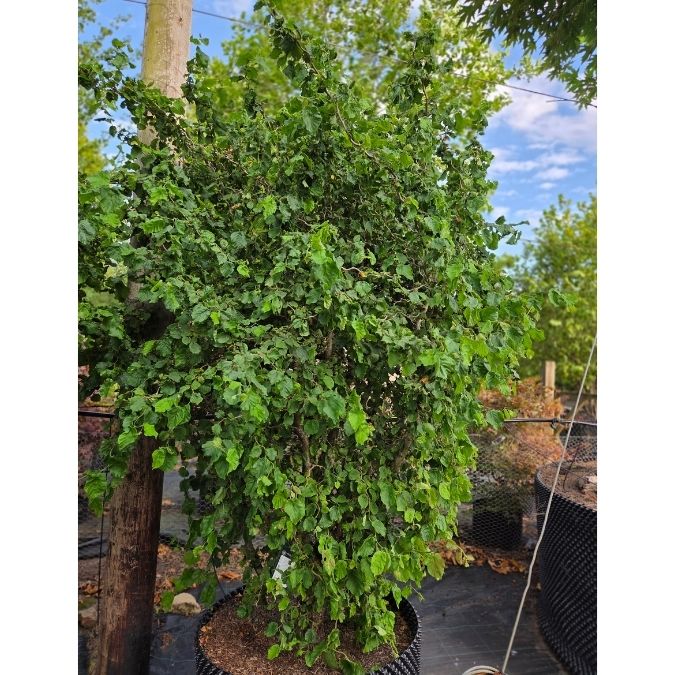 Corylus avellana 'Scooter'