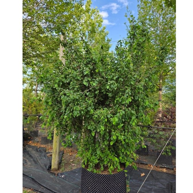 Corylus avellana 'Scooter'