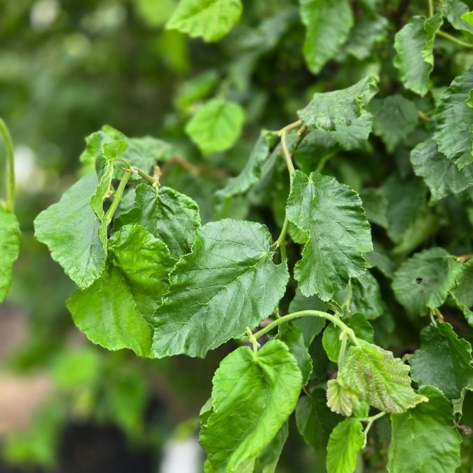 Corylus avellana 'Scooter'