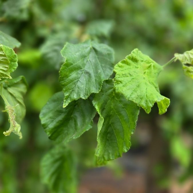 Corylus avellana 'Scooter'