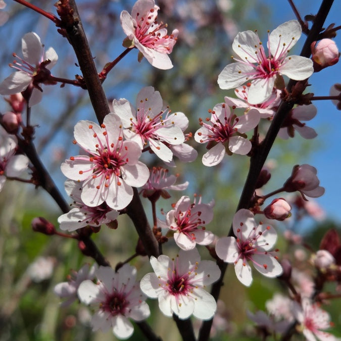 Prunus × cistena