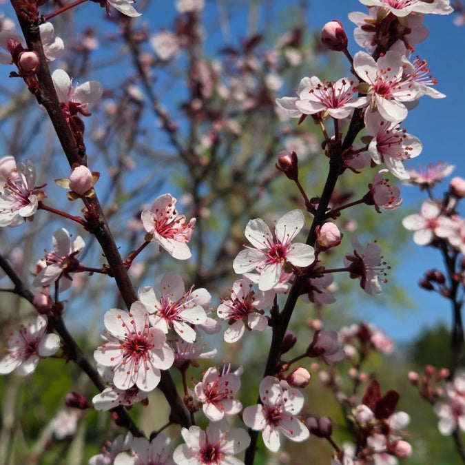 Prunus × cistena