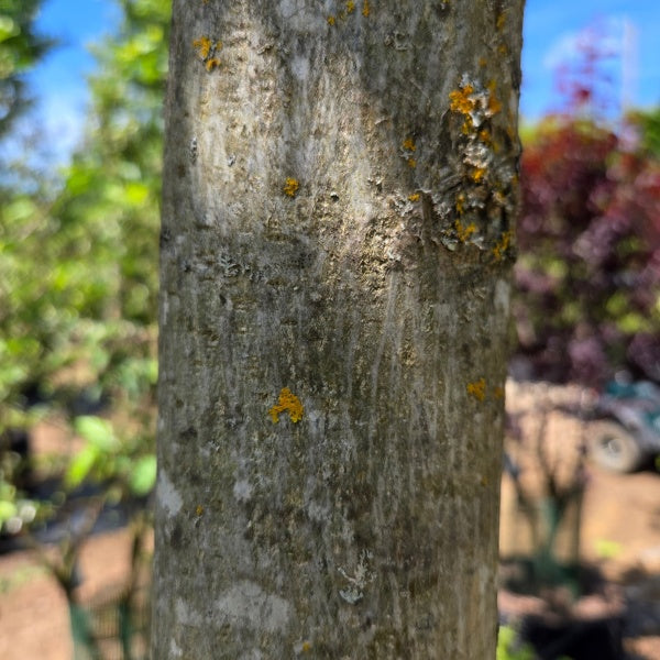 Pterocarya stenoptera