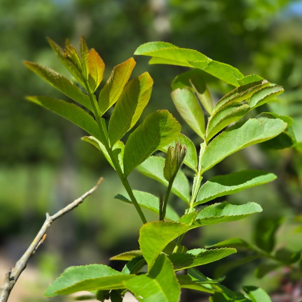 Pterocarya stenoptera