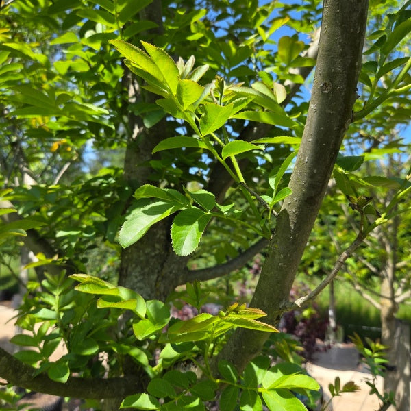 Pterocarya stenoptera
