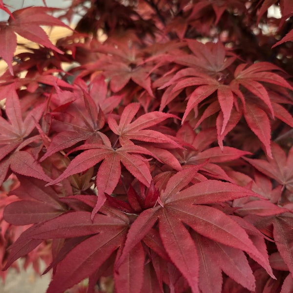Acer palmatum 'Twombly's Red Sentinel'