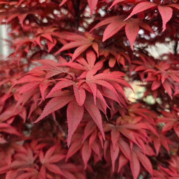 Acer palmatum 'Twombly's Red Sentinel'