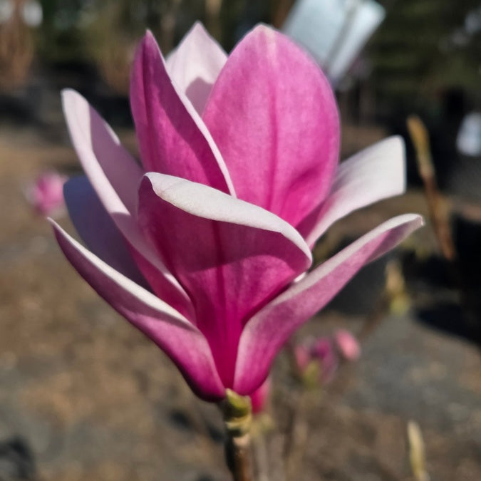 Magnolia 'Shirazz'