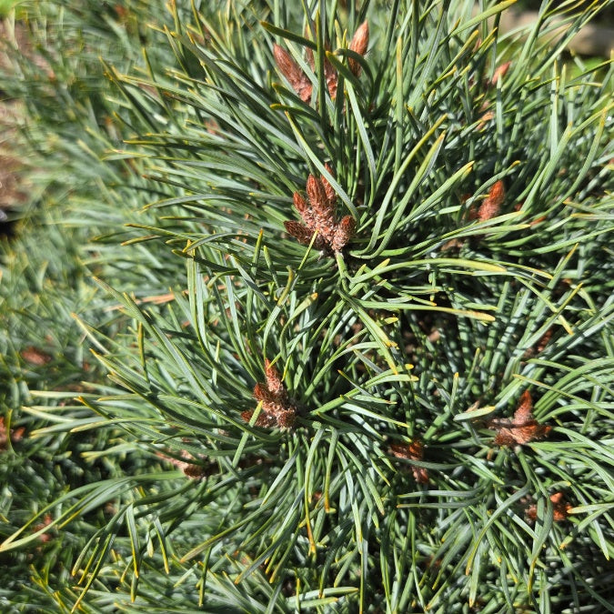 Pinus sylvestris 'Frensham'