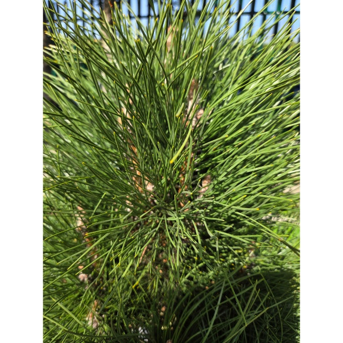 Pinus nigra 'Green Tower'