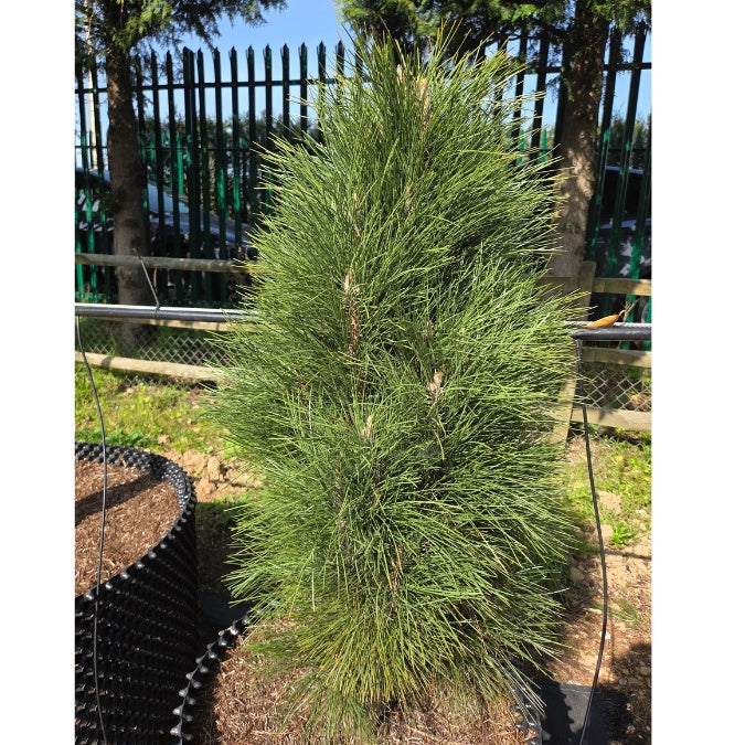 Pinus nigra 'Green Tower'