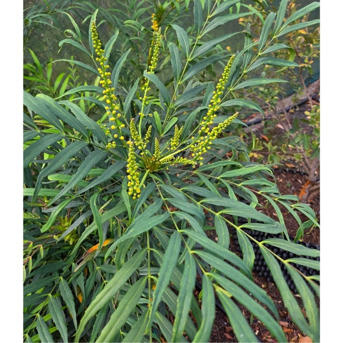 Mahonia eurybracteata 'Narihira'