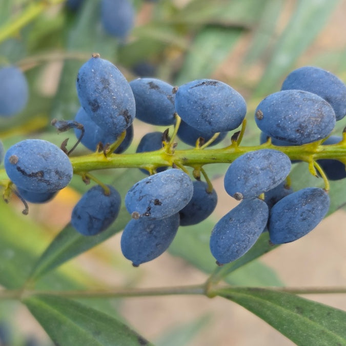 Mahonia eurybracteata 'Narihira'