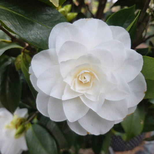 Camellia japonica 'Nuccio's Gem'
