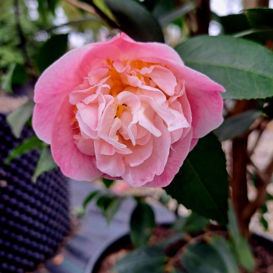 Camellia 'High Fragrance'