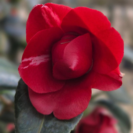 Camellia japonica 'Konronkoku'