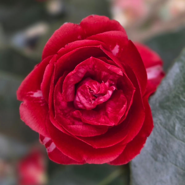 Camellia japonica 'Konronkoku'