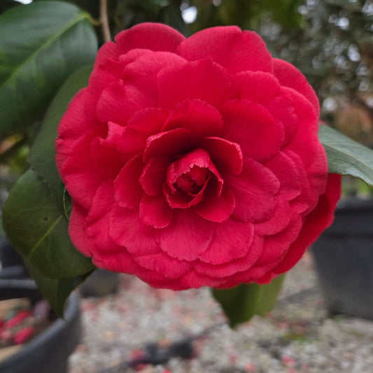 Camellia japonica 'Grand Sultan'