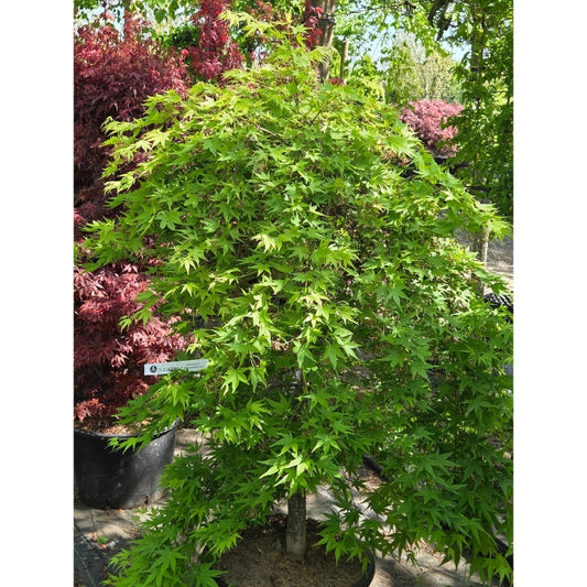 Acer palmatum 'Ryusen'