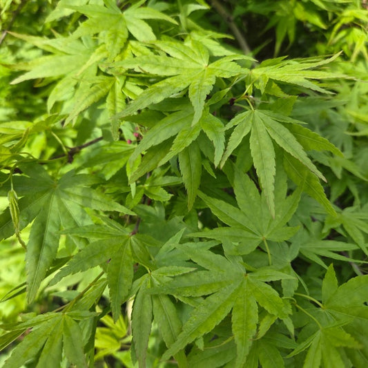 Acer palmatum 'Ryusen'