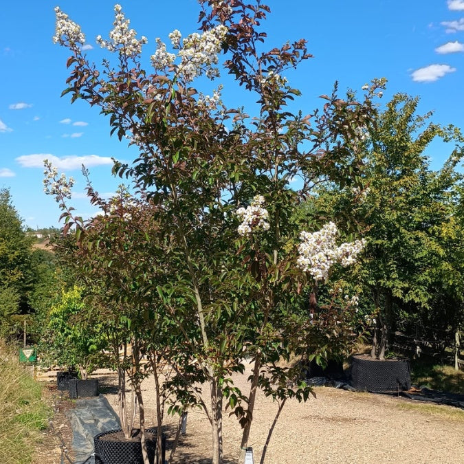Lagerstroemia 'Sarah's Favourite'