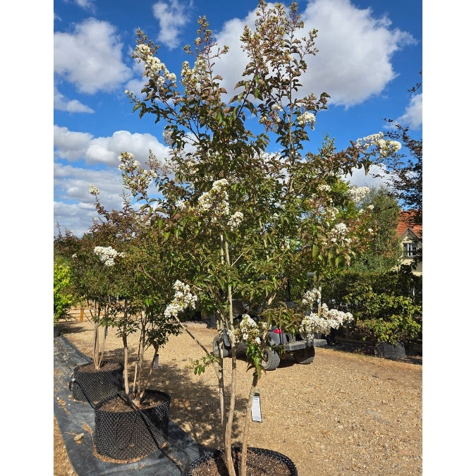 Lagerstroemia 'Sarah's Favourite'