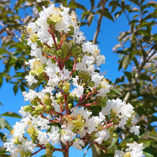 Lagerstroemia 'Sarah's Favourite'
