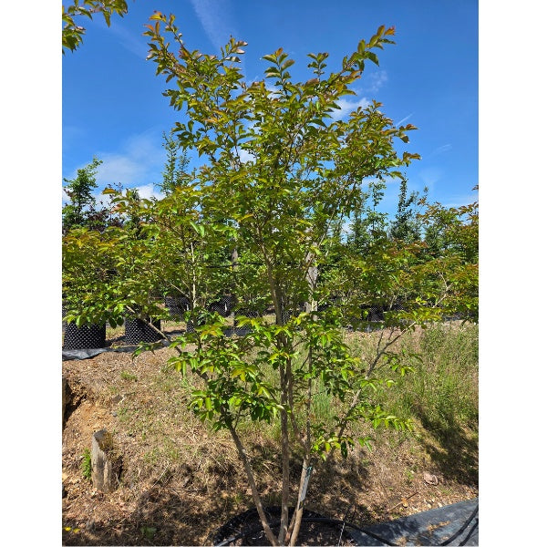 Lagerstroemia 'Sarah's Favourite'