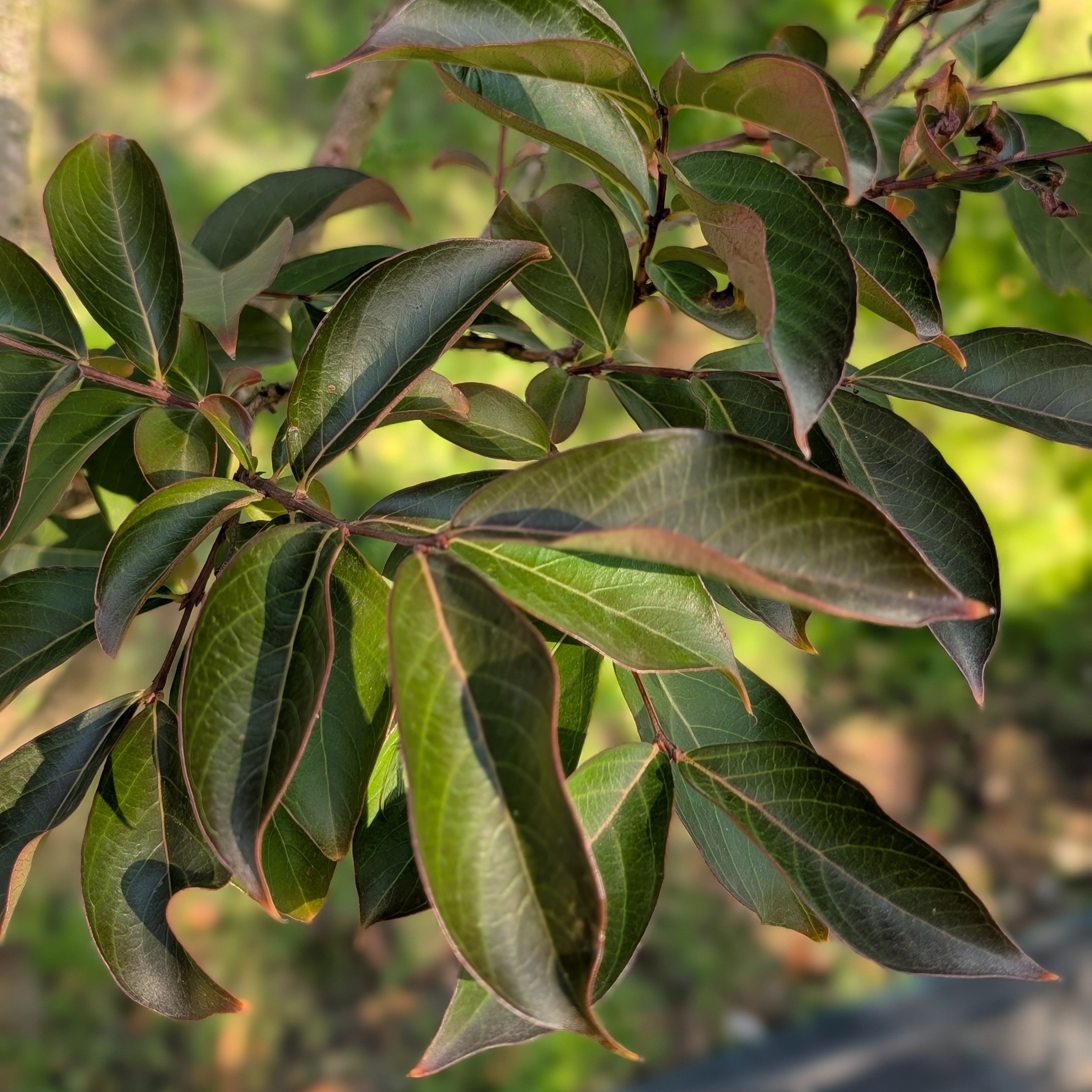 Lagerstroemia 'Sarah's Favourite'