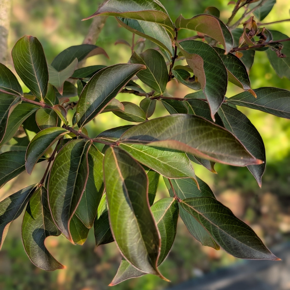 Lagerstroemia 'Sarah's Favourite'