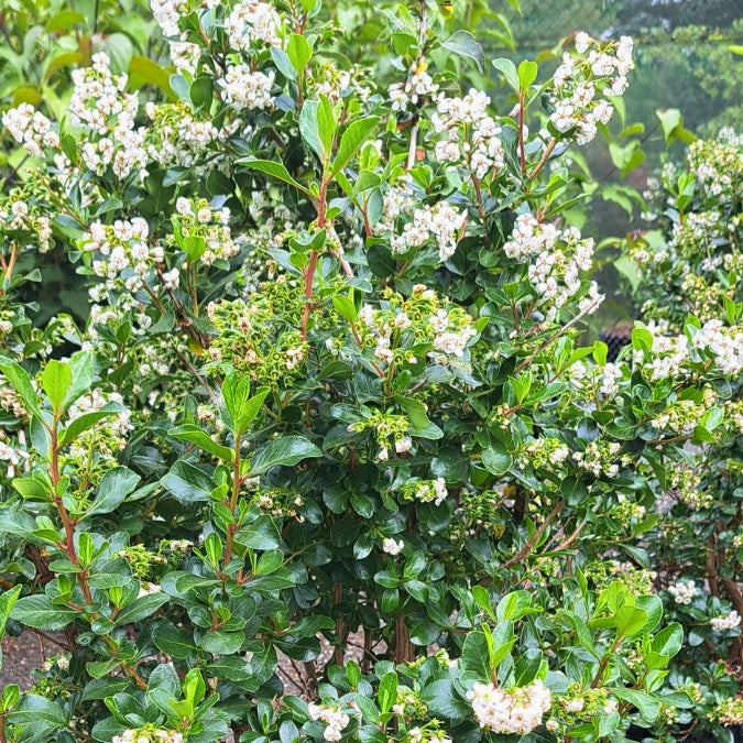 Escallonia 'Iveyi'