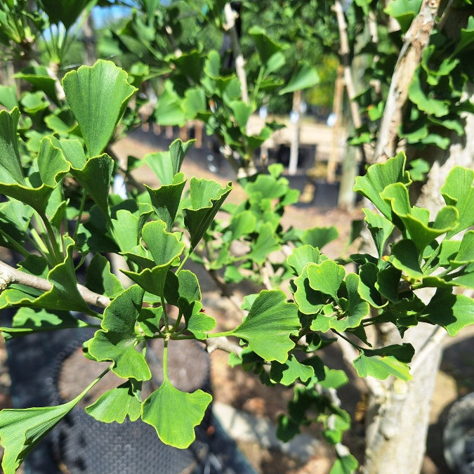 Ginkgo biloba 'Obelisk'