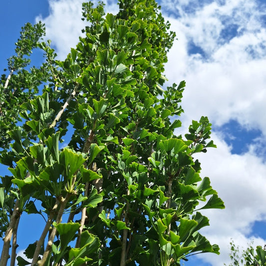 Ginkgo biloba 'Obelisk'
